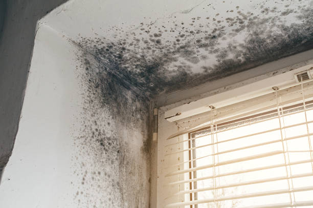 Affordable Mold Remediation solutions in Wallops Island, VA